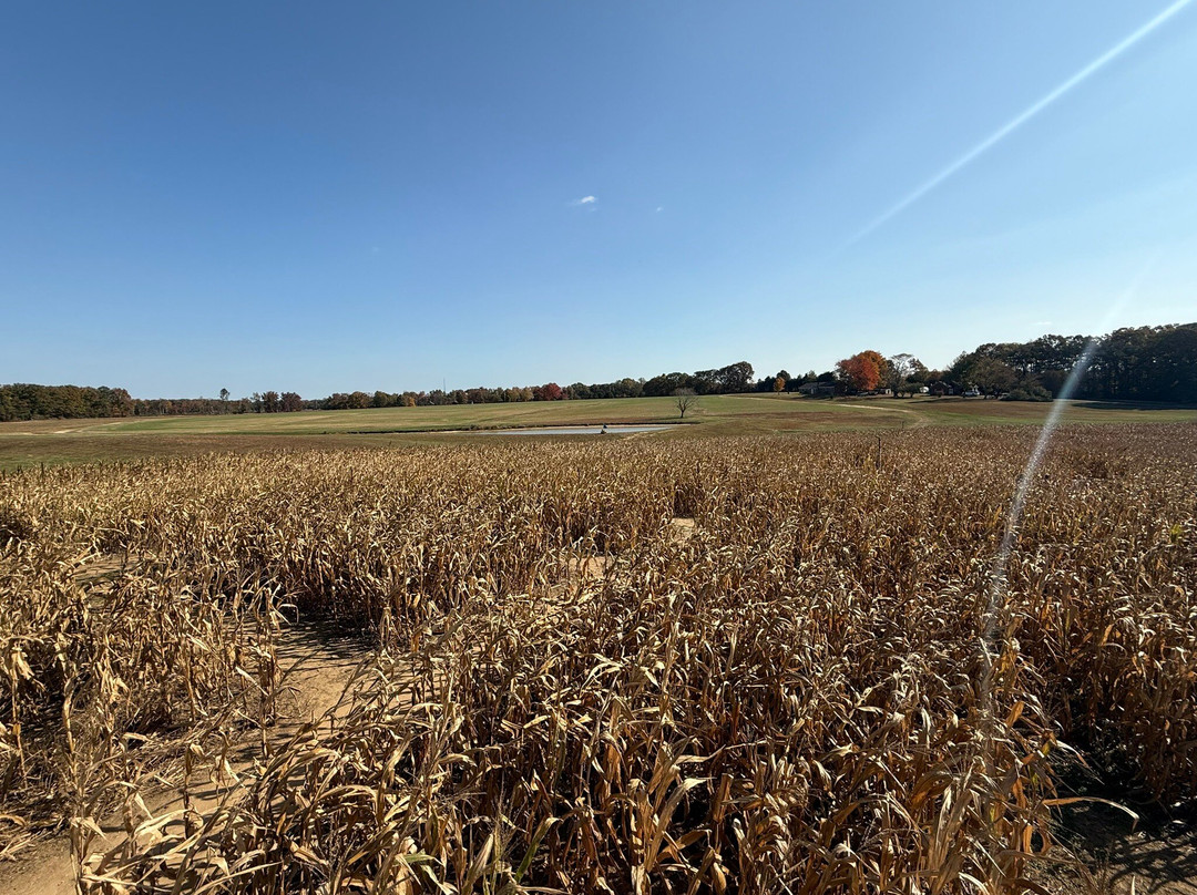 Bowles Farm Corn Maze-Clements必去景点