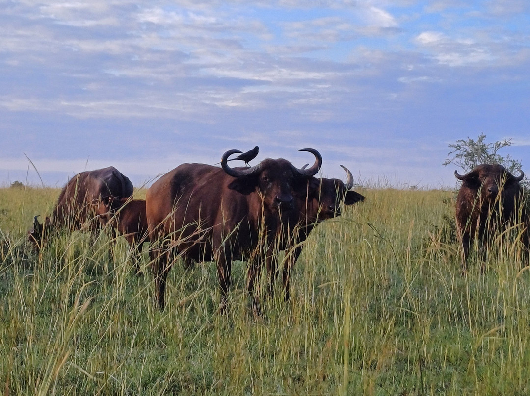 Murchison Falls-Murchison Falls National Park必去景点