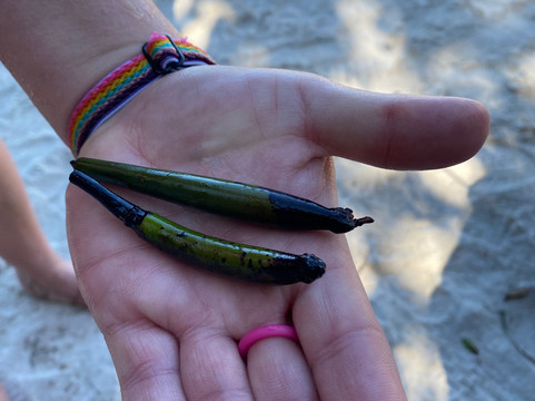 Key West Eco Tours-基韦斯特必去景点