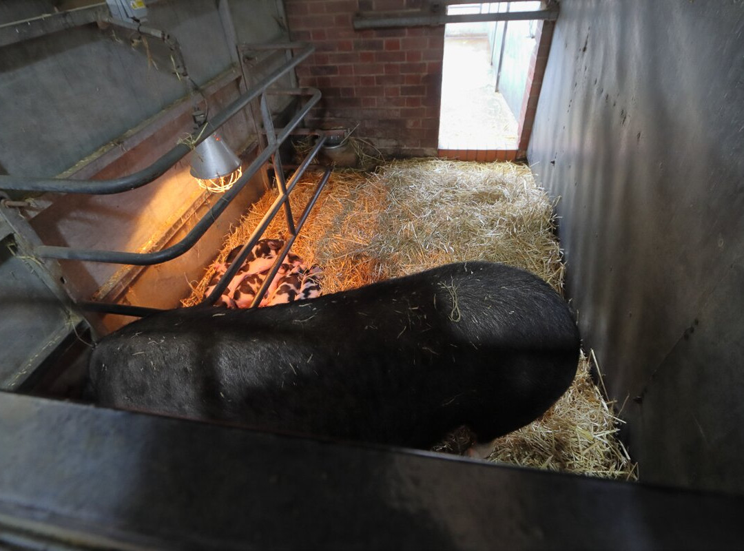 Wimpole Home Farm-Arrington必去景点