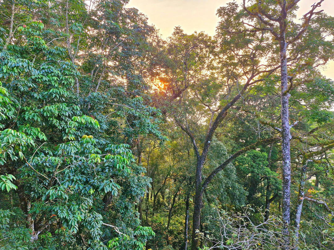 Munnar Nature Trekking Adventures景点图片