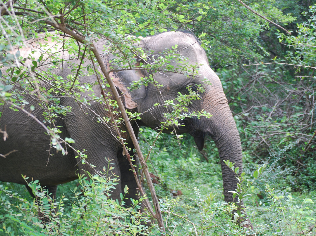 Yala Dreams Wild Safari Tours Sri Lanka景点图片