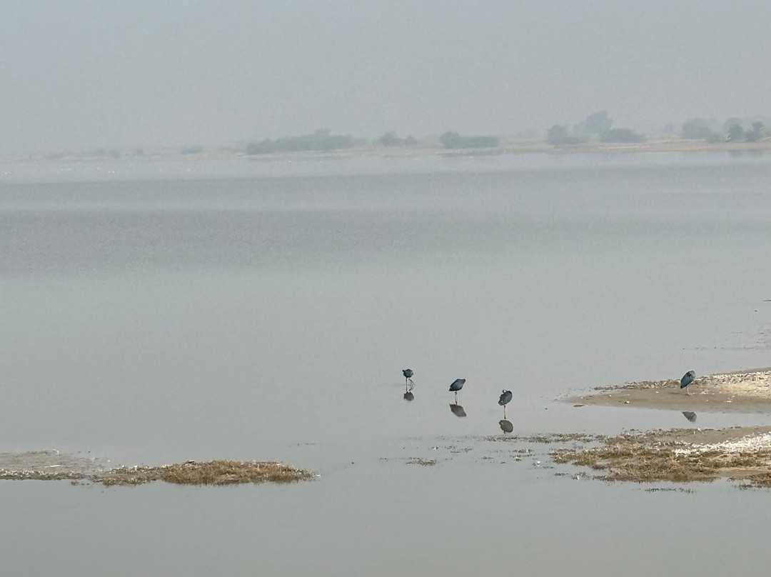 Nalsarovar Bird Sanctuary-Nalsarovar必去景点