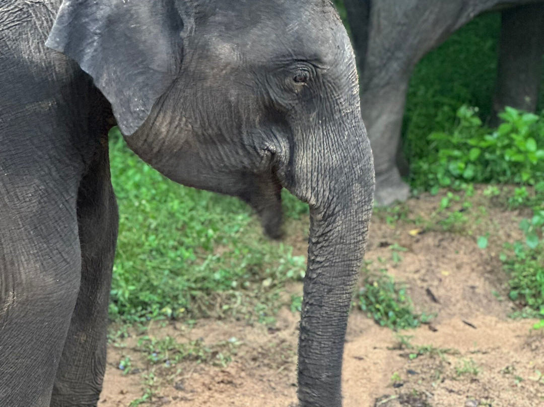 Yala Safari Team-蒂瑟默哈拉默必去景点