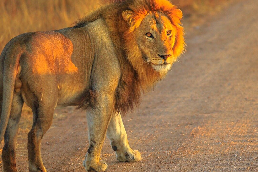 Glorious Cape Tours-开普敦中心区必去景点