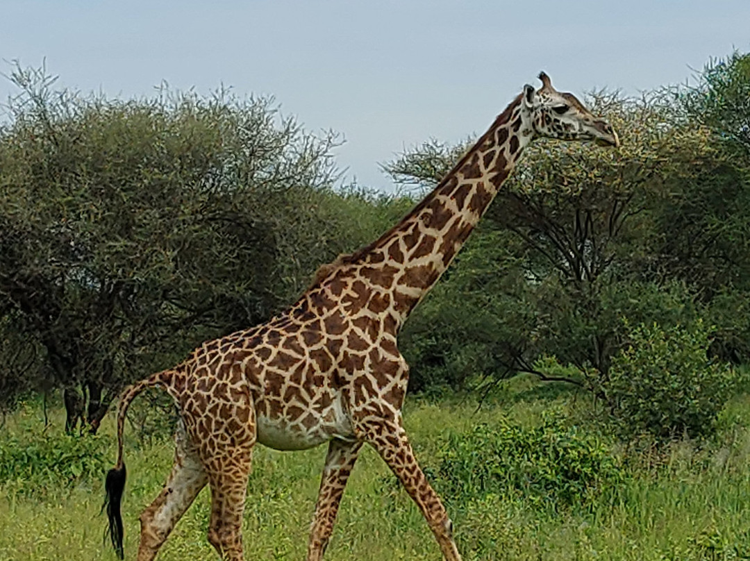 Samora Explorers-阿鲁沙必去景点