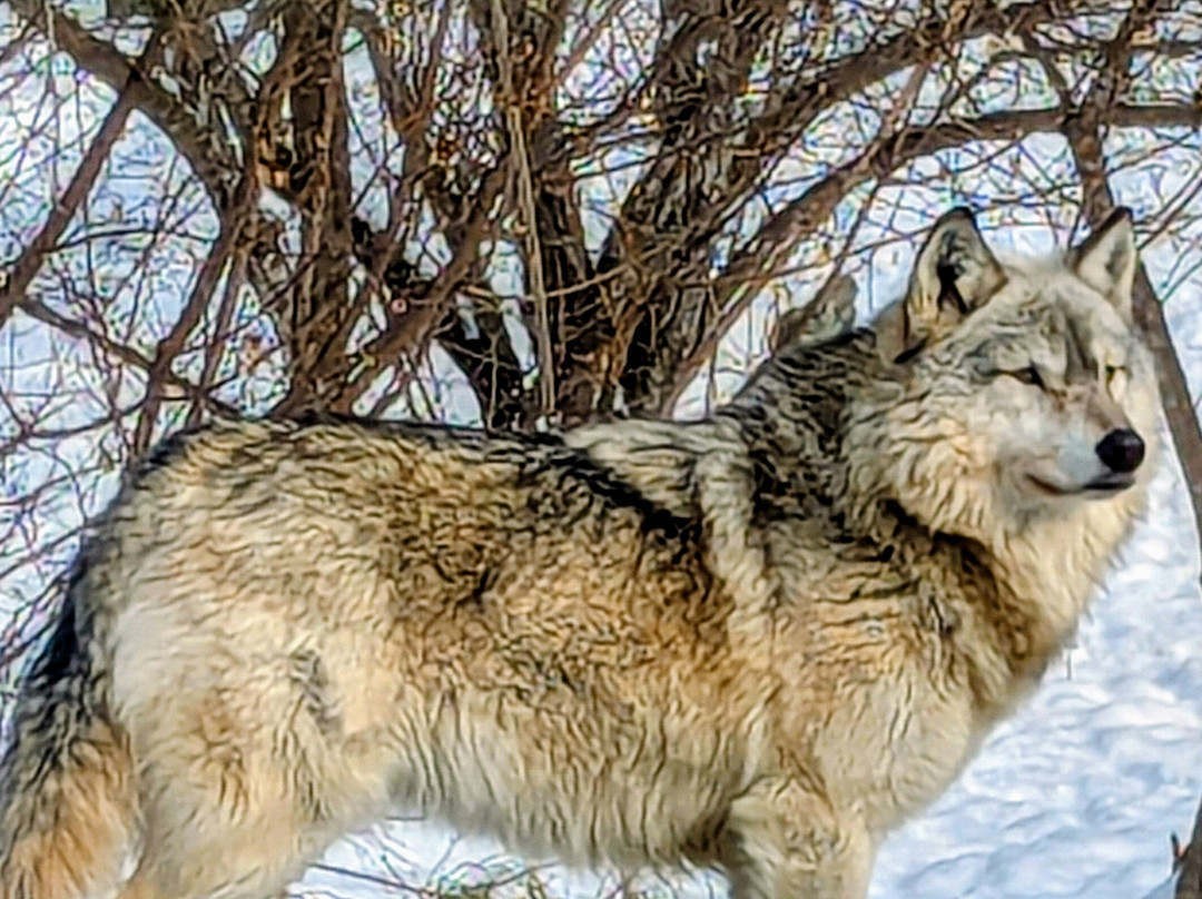 International Wolf Center-伊利必去景点