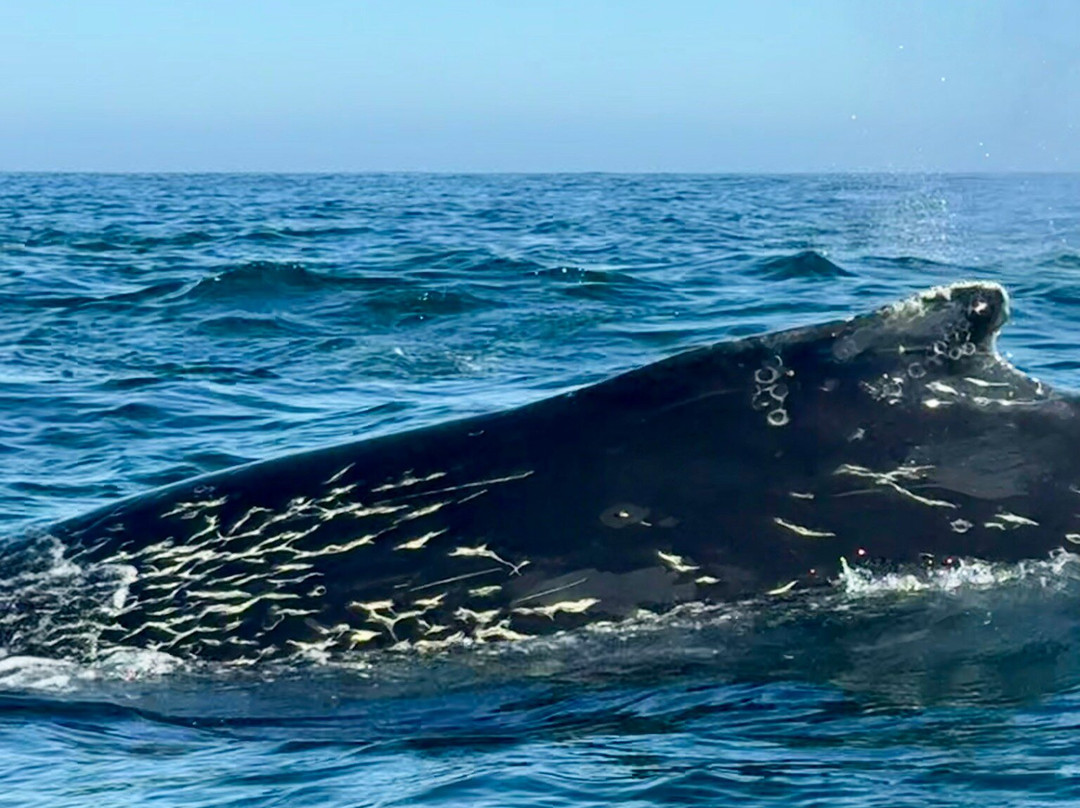Whale Expedition SA-Yzerfontein必去景点
