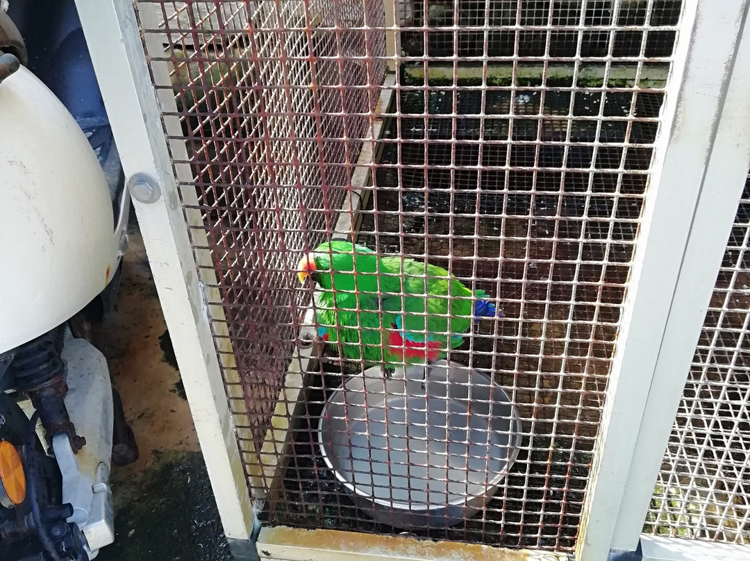 Birdpark Malta景点图片