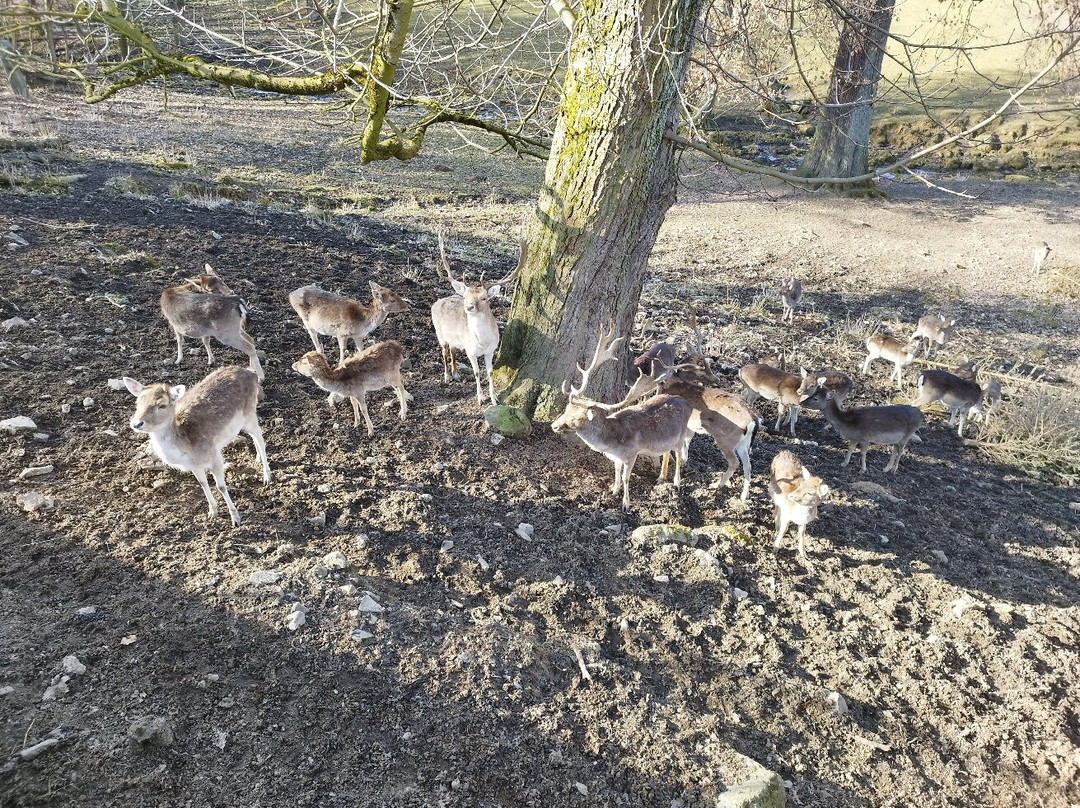Tierpark Hirschfeld-Hirschfeld必去景点