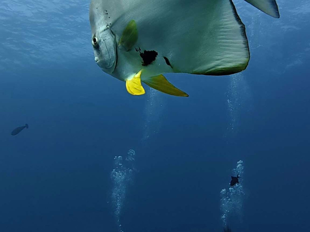 Awequatic Divers景点图片