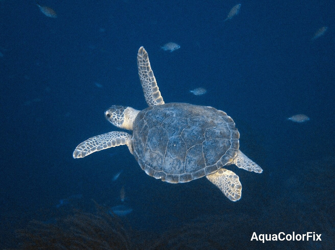 Wannadive Bonaire-Kralendijk必去景点