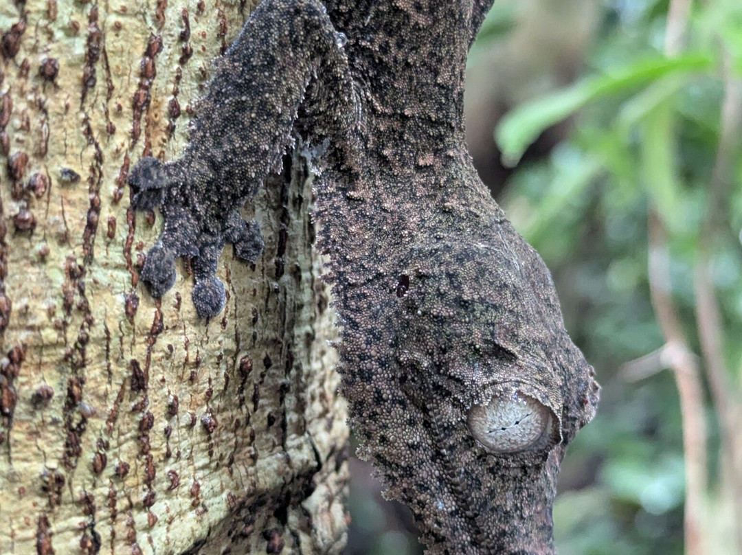 Dodi's Lemur Tours-Tolanaro必去景点