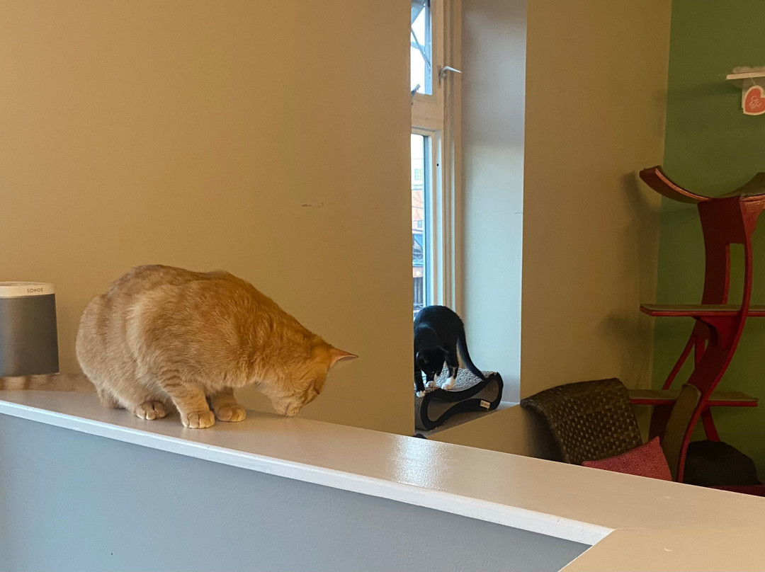 Cat Tales Cat Cafe-教堂山必去景点