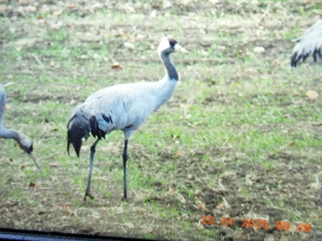 Ebro Delta Birding景点图片