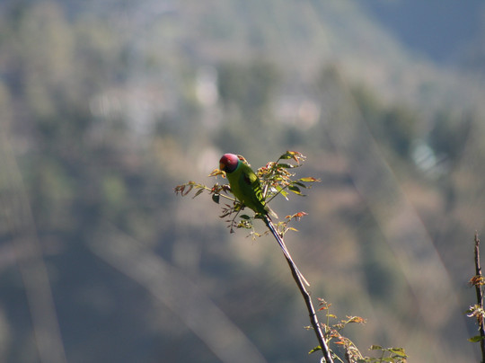 Uttarakhand Birding-里希克虚必去景点