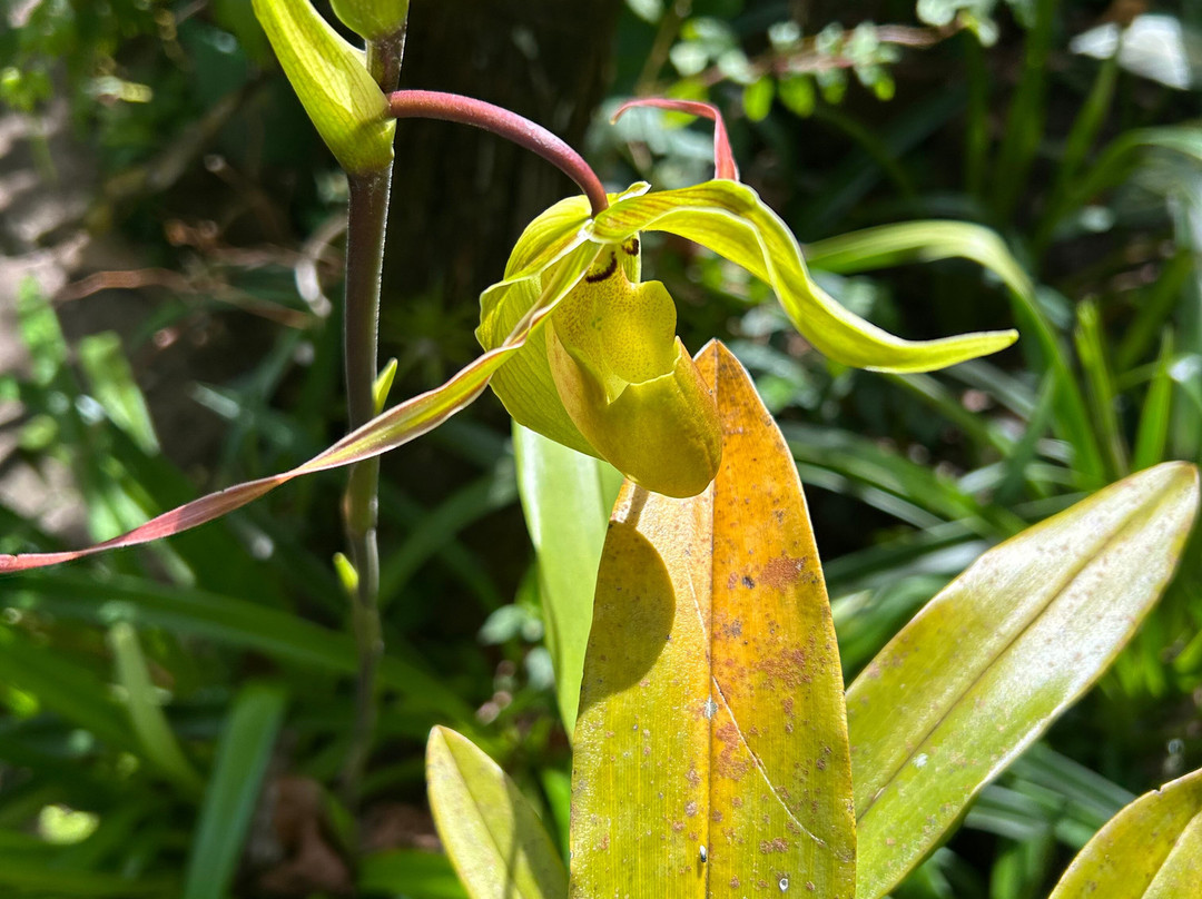 Monteverde Orchid Garden景点图片