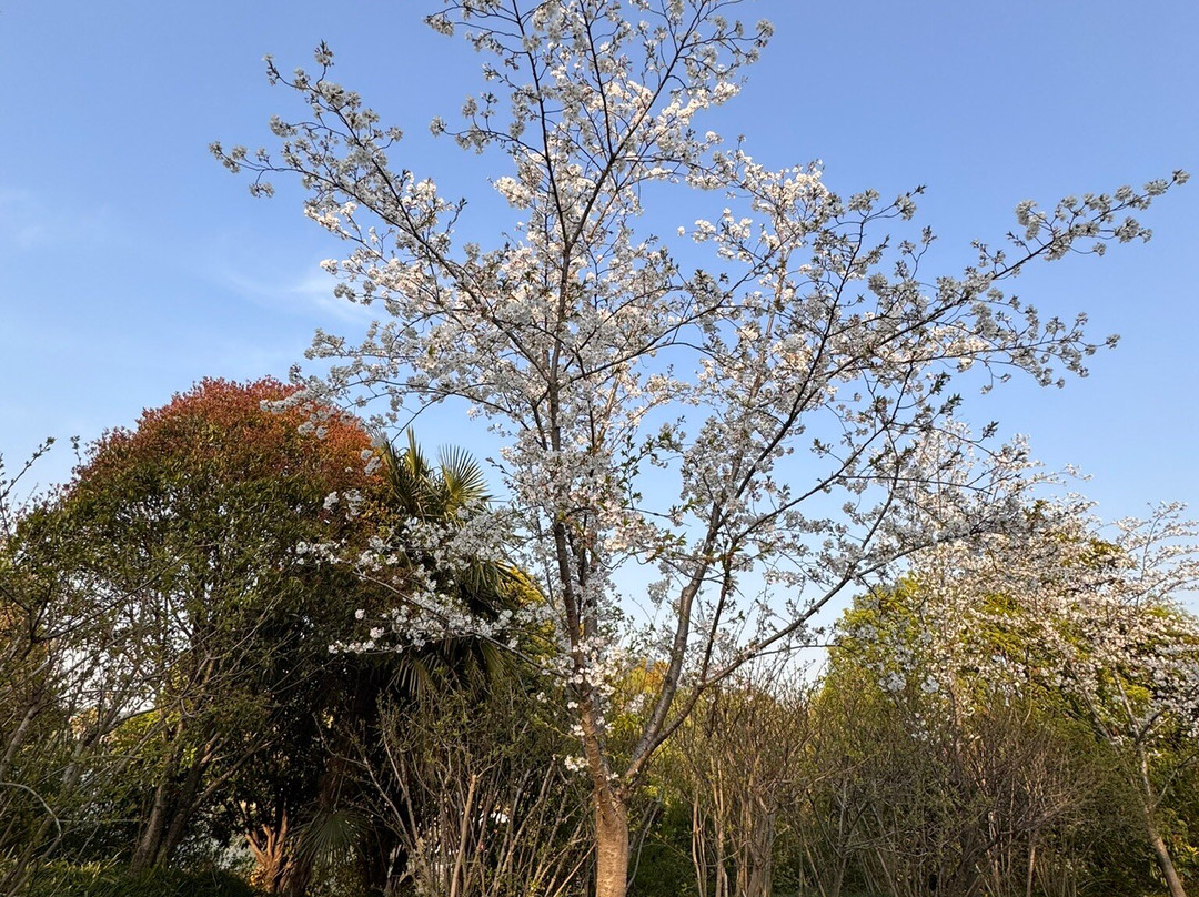 顾村公园 -上海市必去景点
