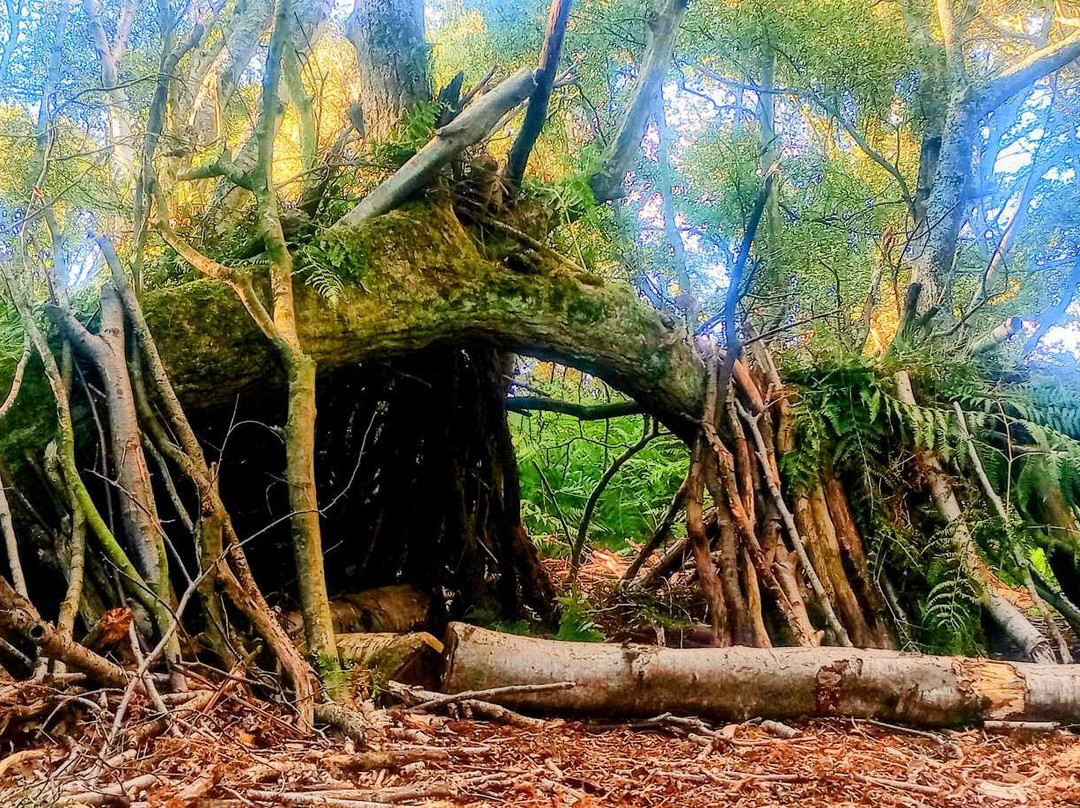 Stuarts Wood