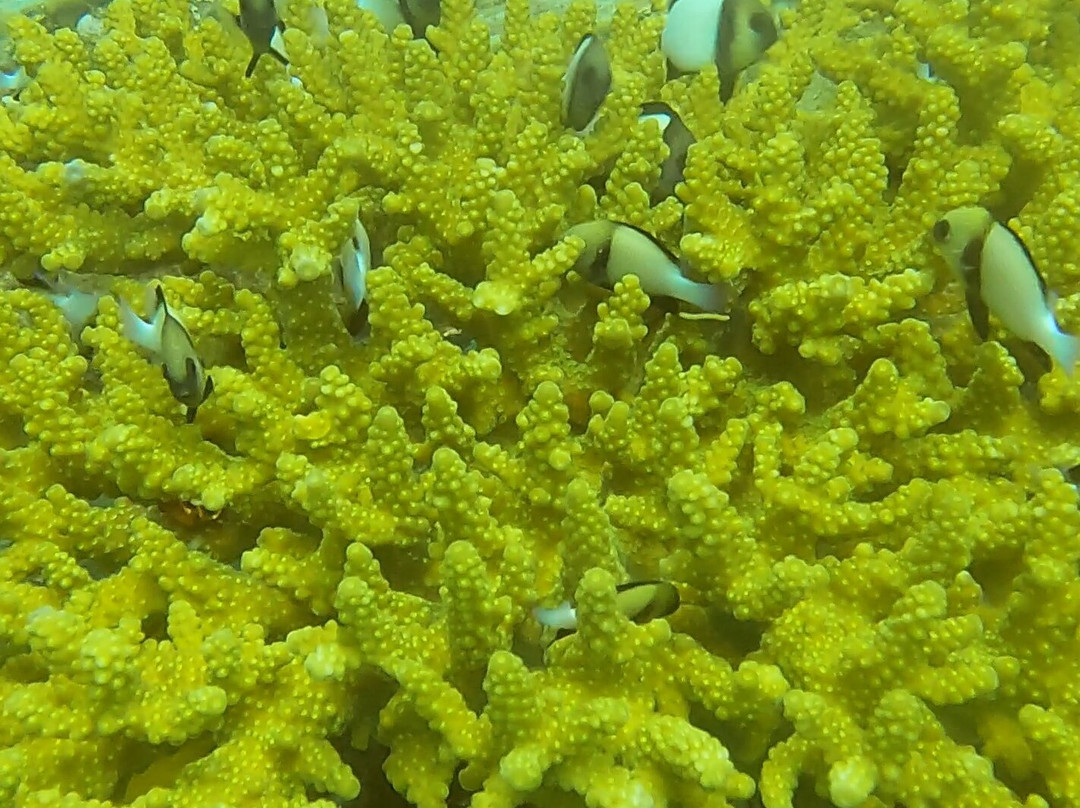 Phi Phi Dive Club - Day Tours-大皮皮岛必去景点