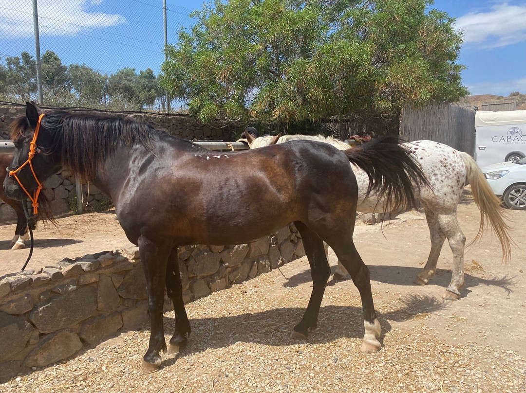 Cabacci Horse Trails景点图片