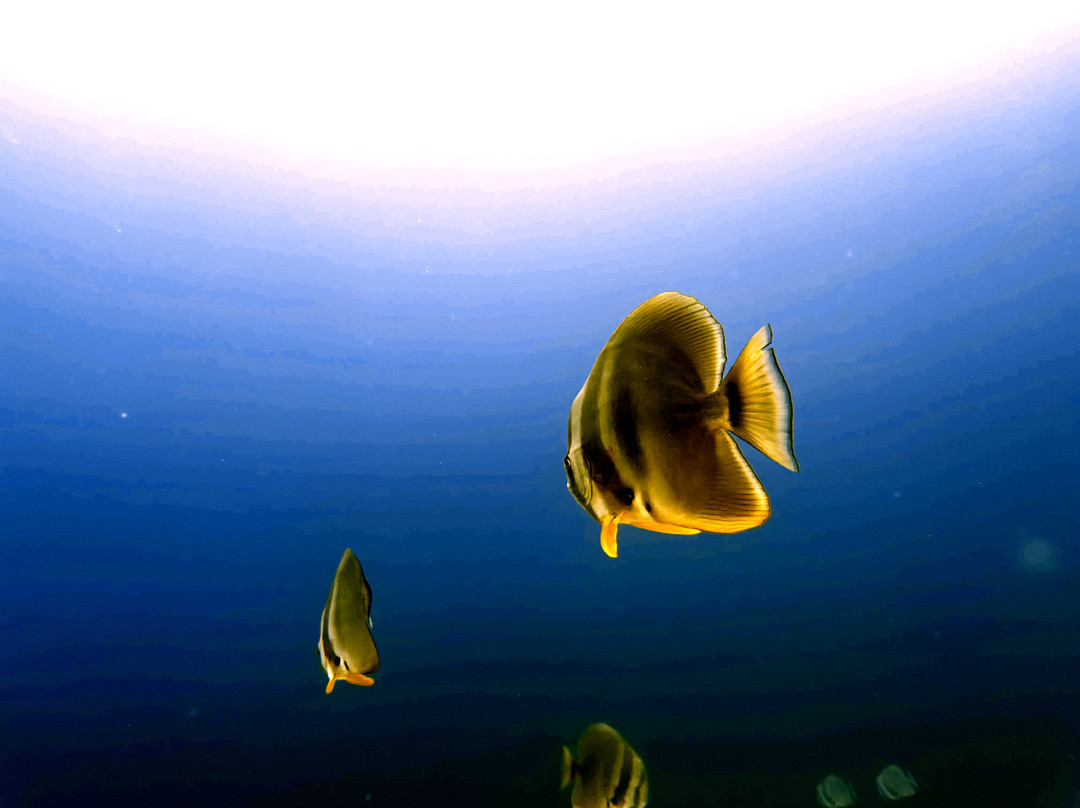 Euro-Divers Meeru景点图片