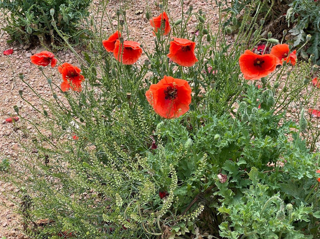 Wildseed Farms景点图片