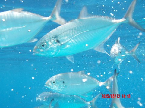 Miss Ann Boat Trips-威廉斯塔德必去景点