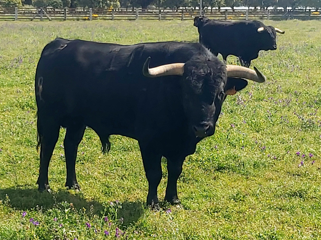 Ganaderia Antonio Palla-Ledesma必去景点