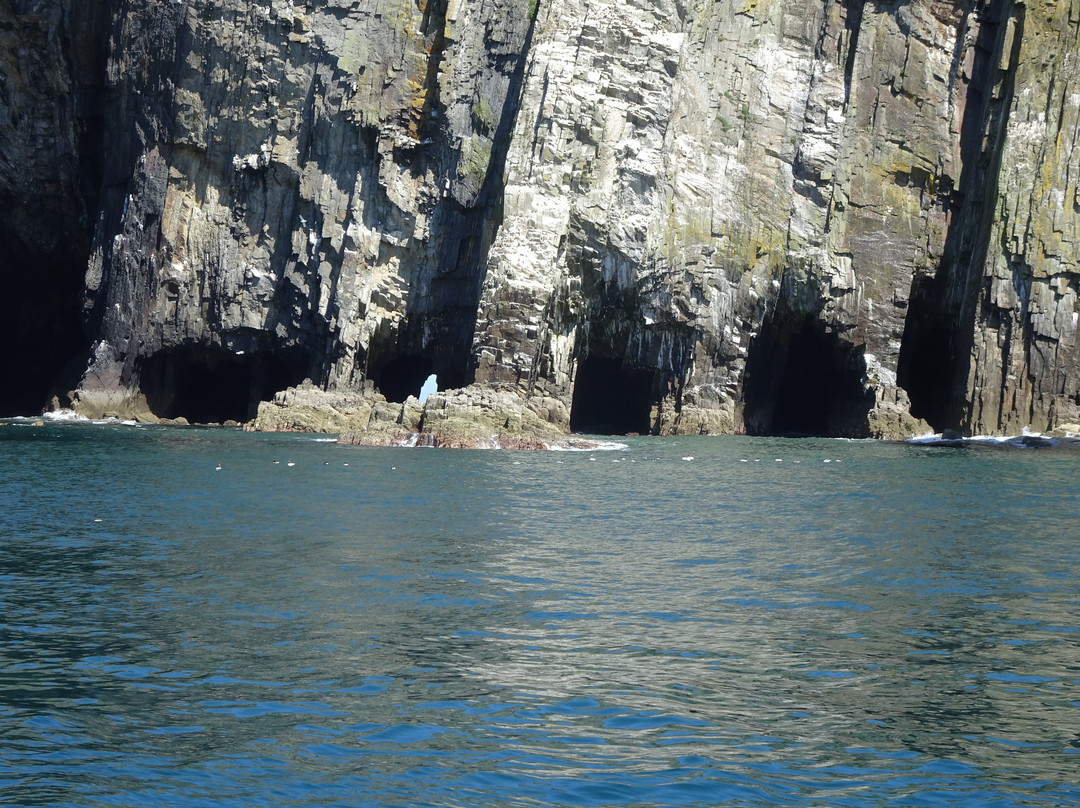 Atlantic Whale and Wildlife Tours景点图片