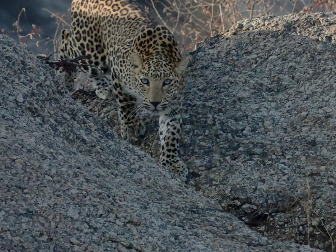 The Wild Cat Eyes-Bera必去景点