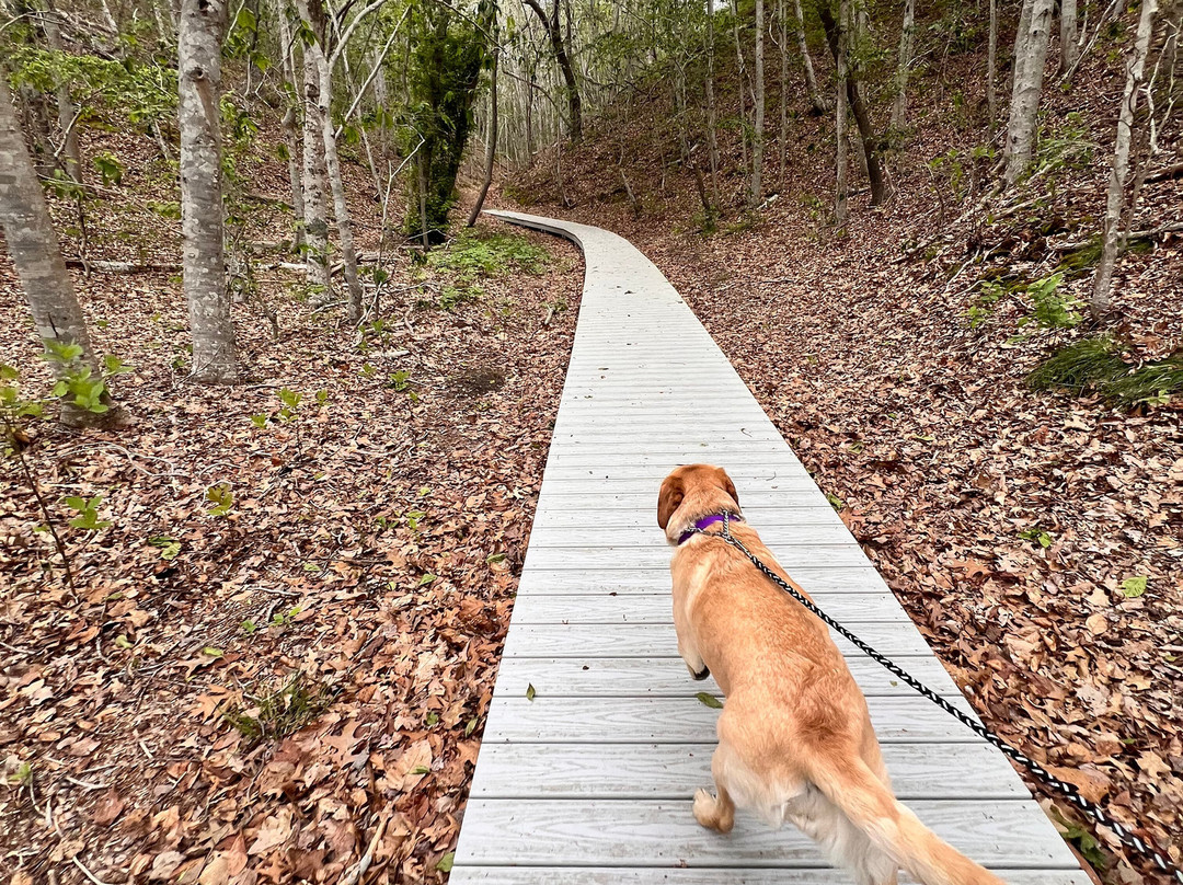 Beech Forest-普罗温斯敦必去景点