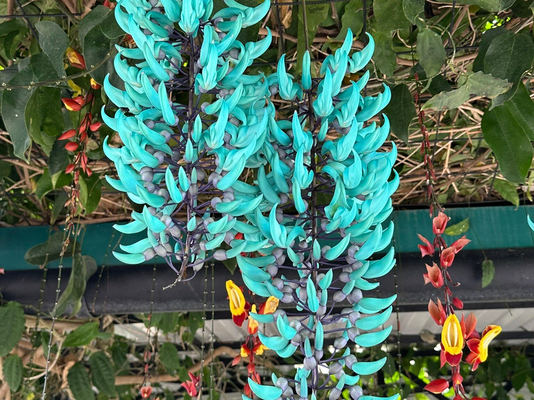 Hacienda Orosi-奥罗西必去景点