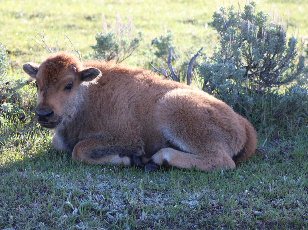 Yellowstone Wild景点图片