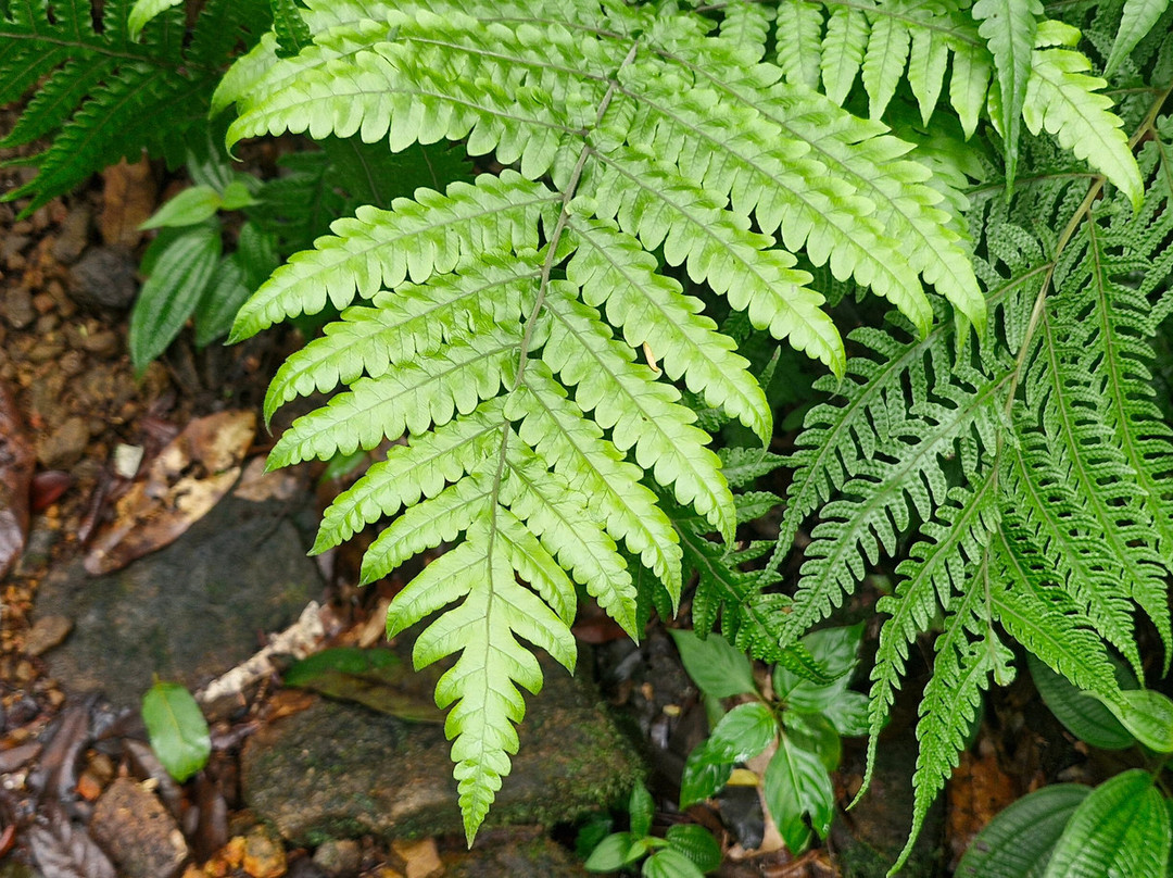 Sinharaja Rainforest Kurulugala Entrance景点图片
