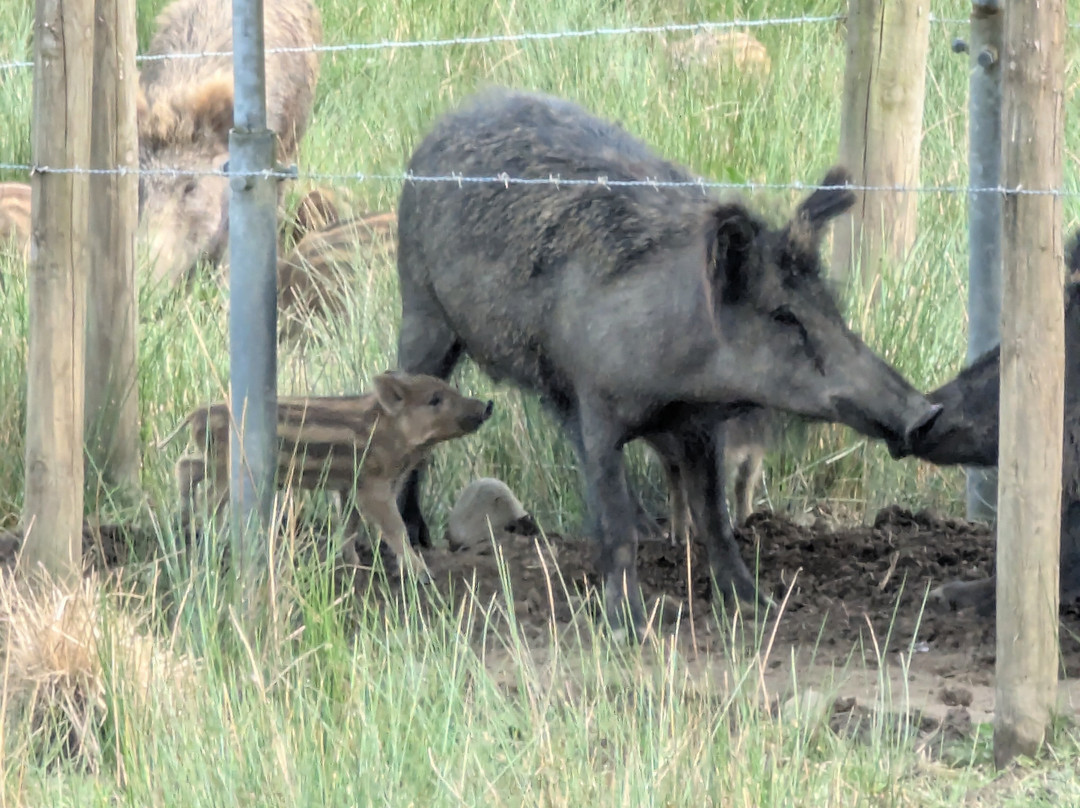 Bowland Wild Boar Park景点图片