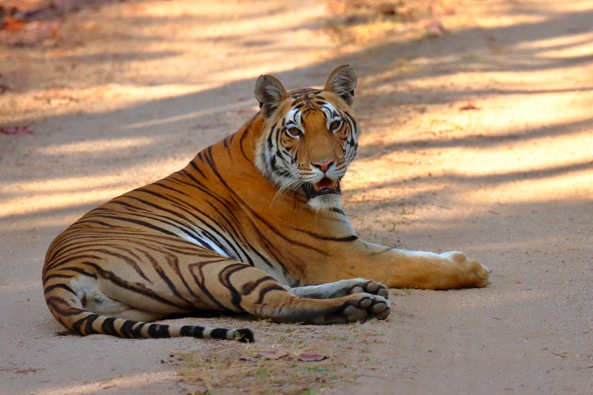Pugdundee Safaris Kanha Earth Lodge-官方