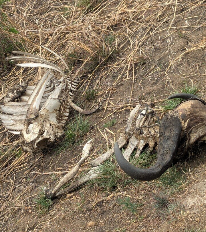 Safari Stride-Ngorongoro必去景点