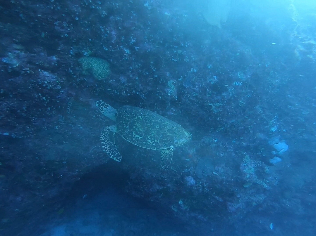 Dodo Divers Mauritius-卡罗迪勒必去景点