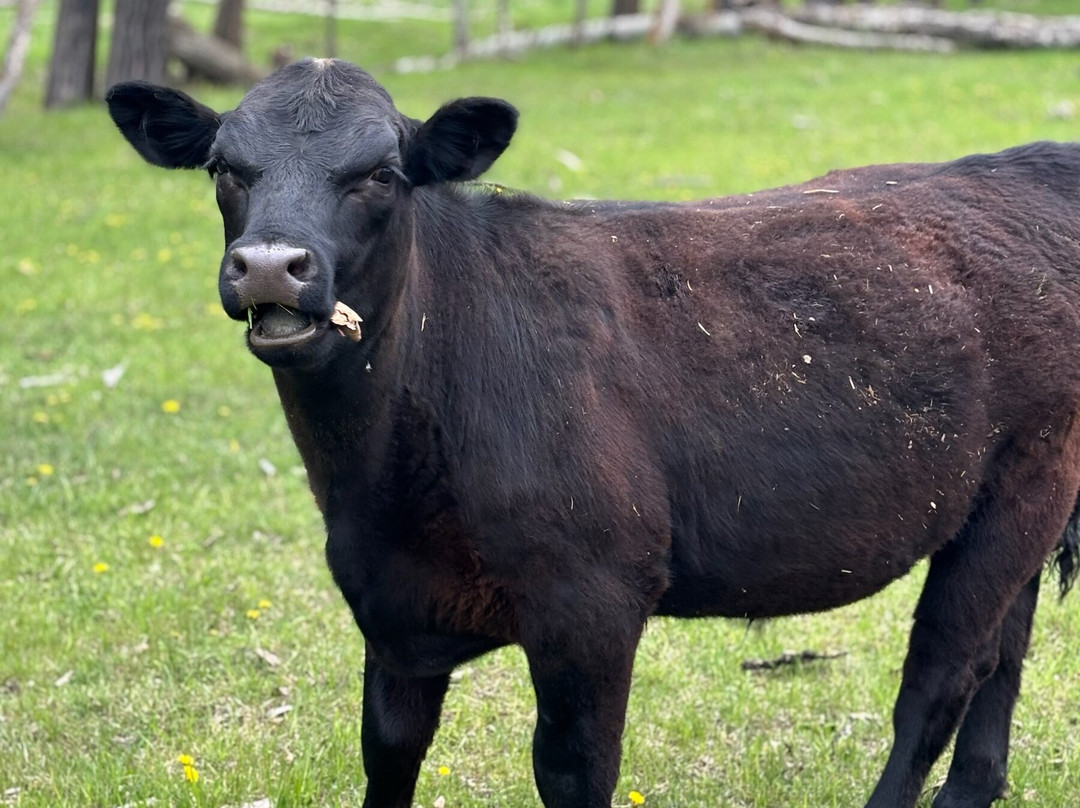 Sassy G's Adventure Farm