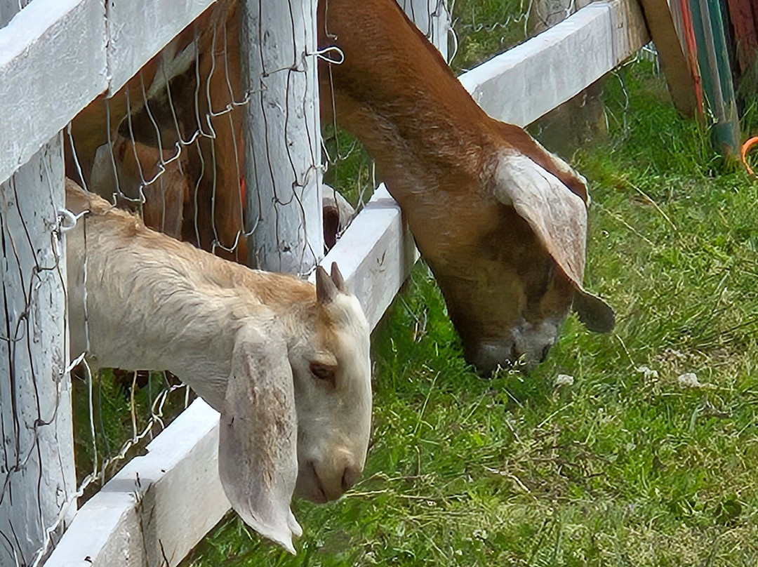 Island Hill Farm Inc-Hampshire必去景点