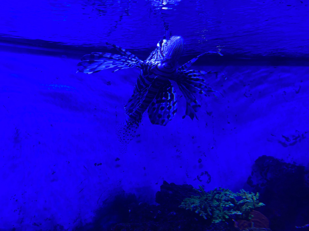 East Idaho Aquarium-爱达荷福尔斯必去景点