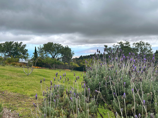Stardust Hawaii-拉海纳必去景点