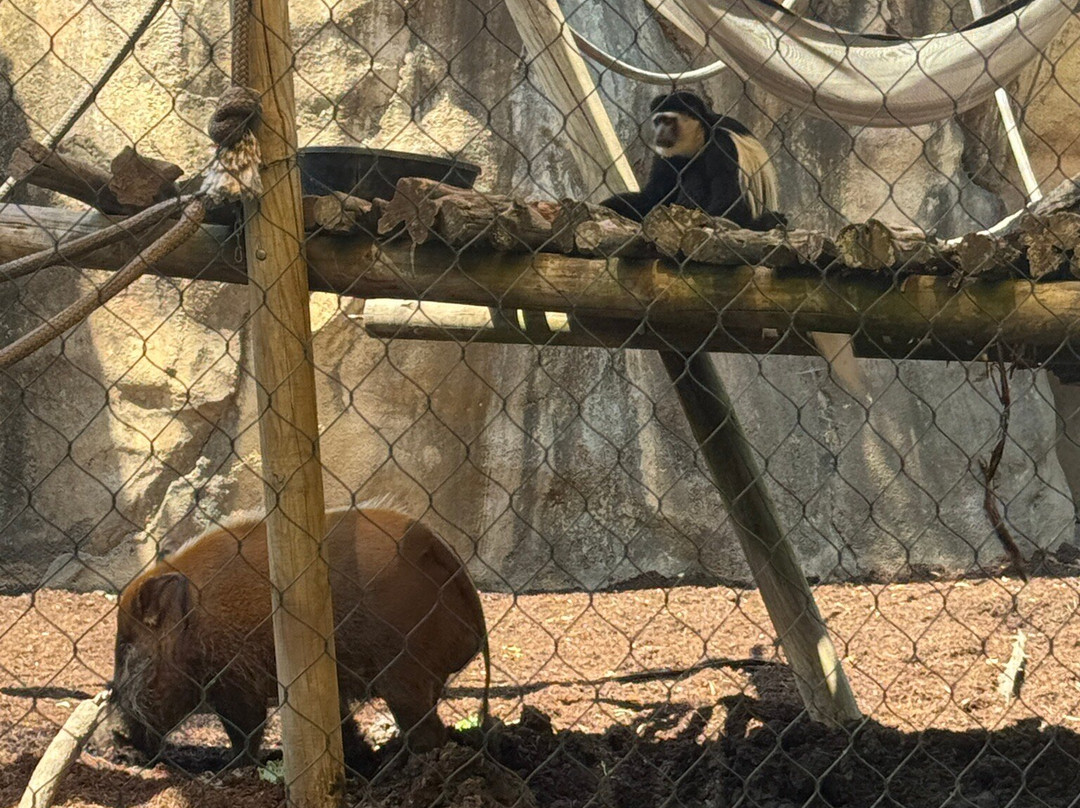 Peoria Zoo-皮奥里亚必去景点