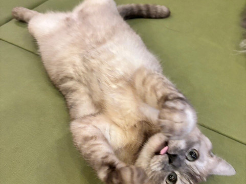 Cat Cafe MOCHA Akihabara-千代田区必去景点