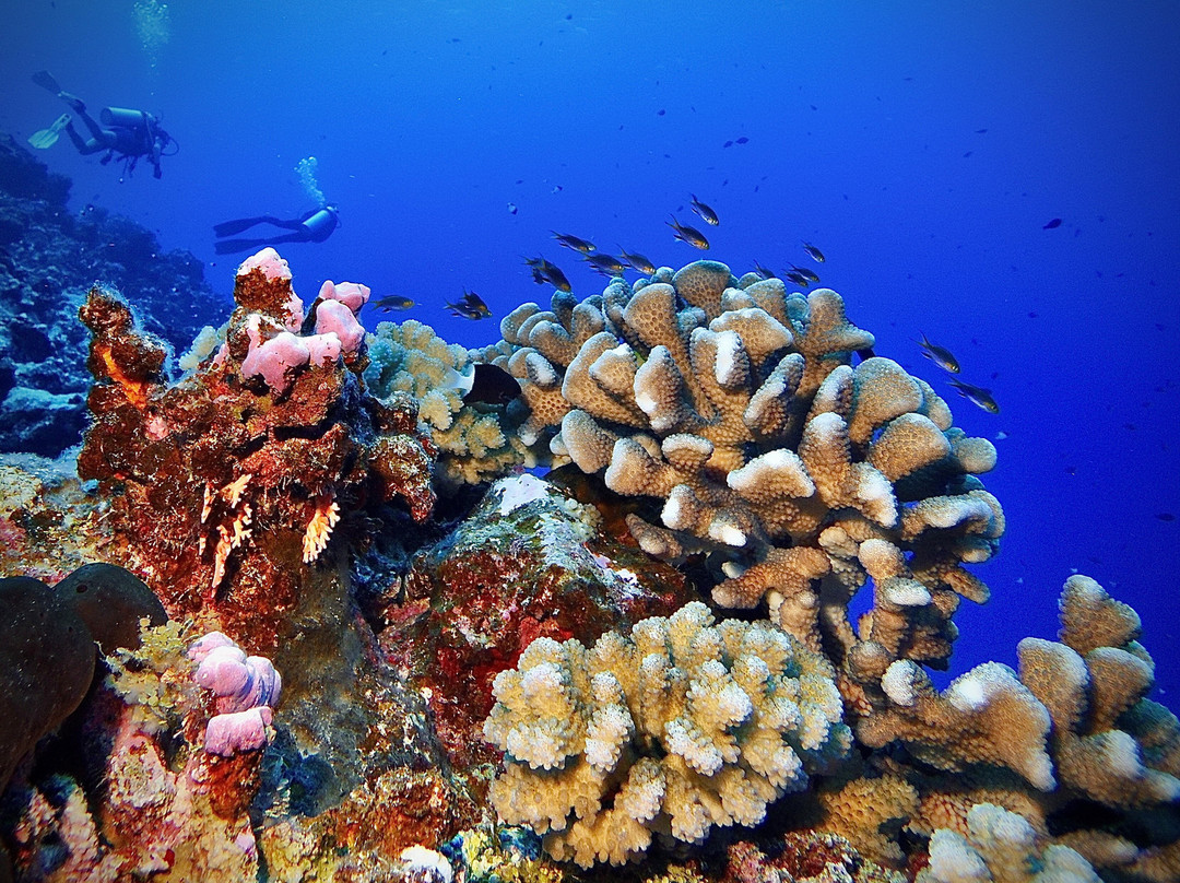 Blue Velvet Rangiroa-阿瓦托鲁必去景点