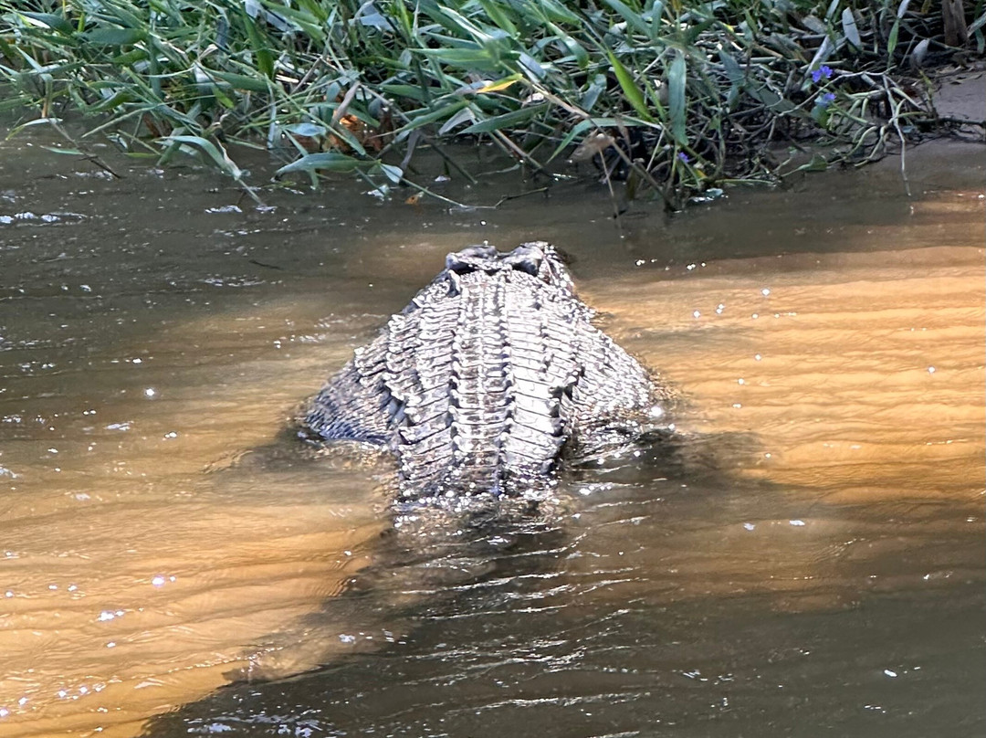 Daintree Crocodile Tours-Daintree必去景点
