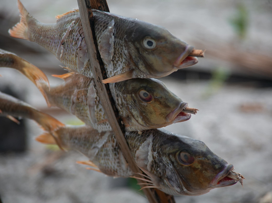 Safari Shwari Mafia Island-Utende必去景点