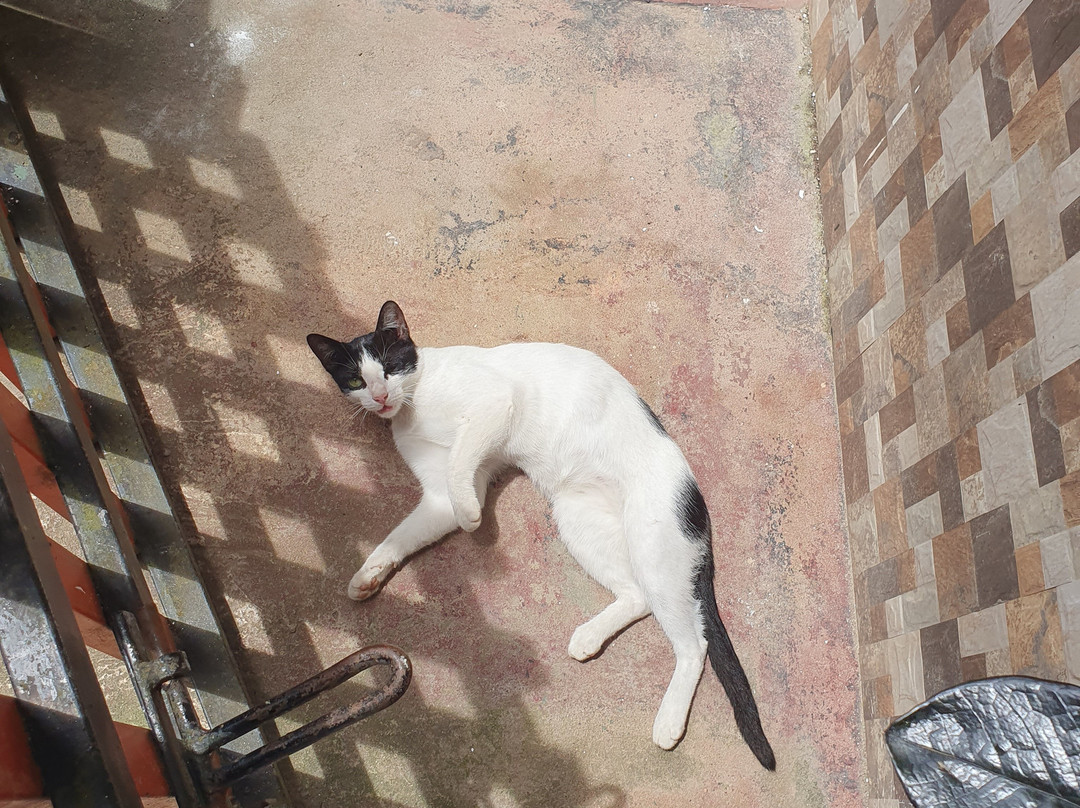 Suwa Rakshana Weda Madura-Pilimathalawa必去景点