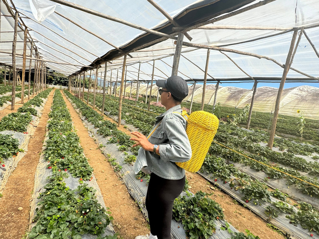 Fresas Ariyami-Constanza必去景点